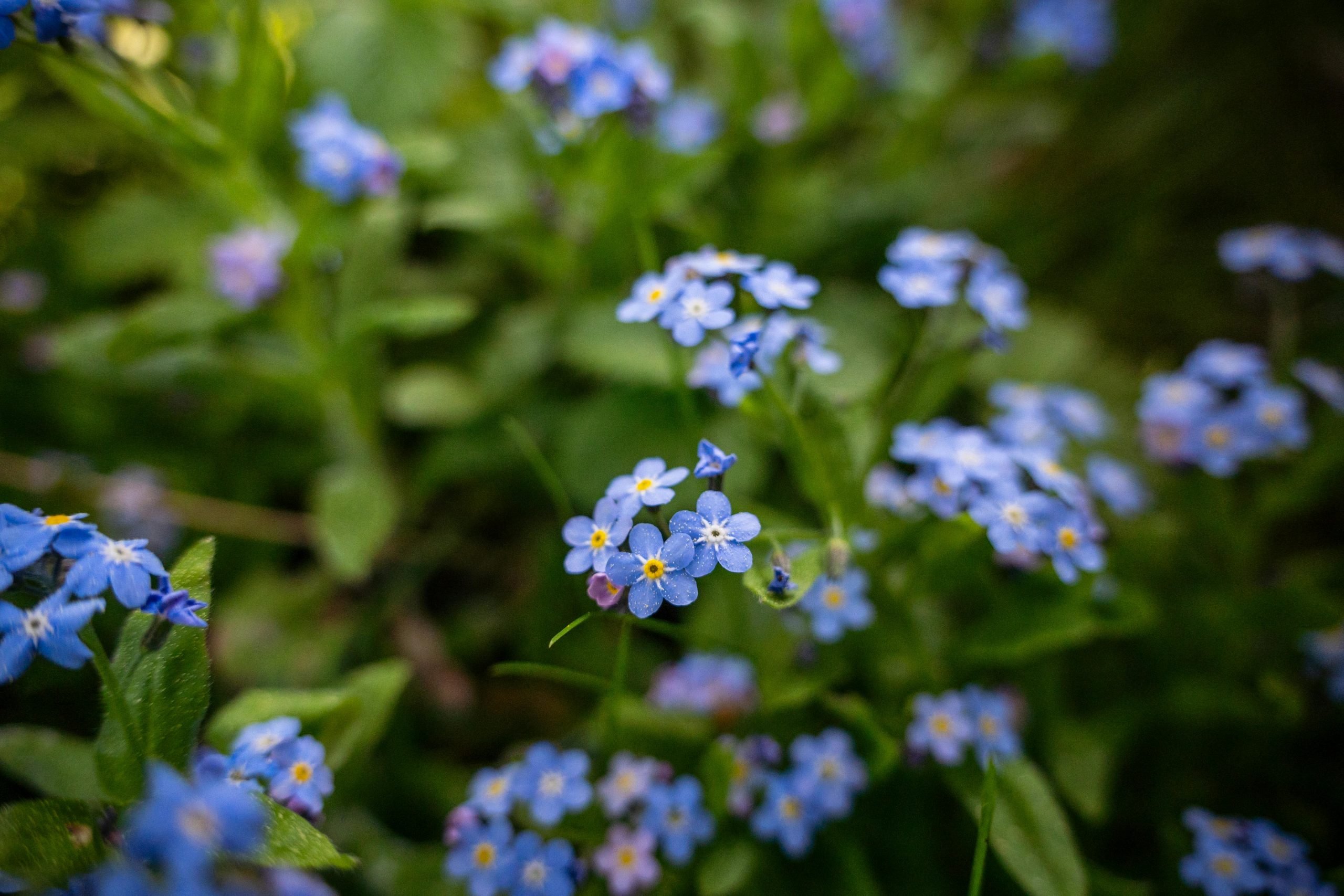 Forget-me-not-flowers-pexels-michalrobak LifeCare Counseling & Psychiatry 8801 Fast Park Drive Suite #107, Raleigh, NC 27617