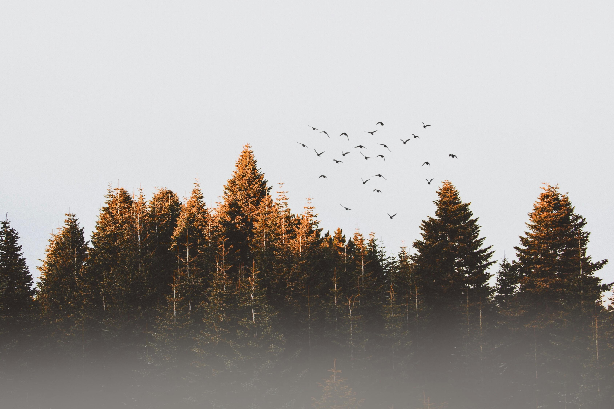 Tree-line-with-birds LifeCare Counseling & Psychiatry 8801 Fast Park Drive Suite #107, Raleigh, NC 27617