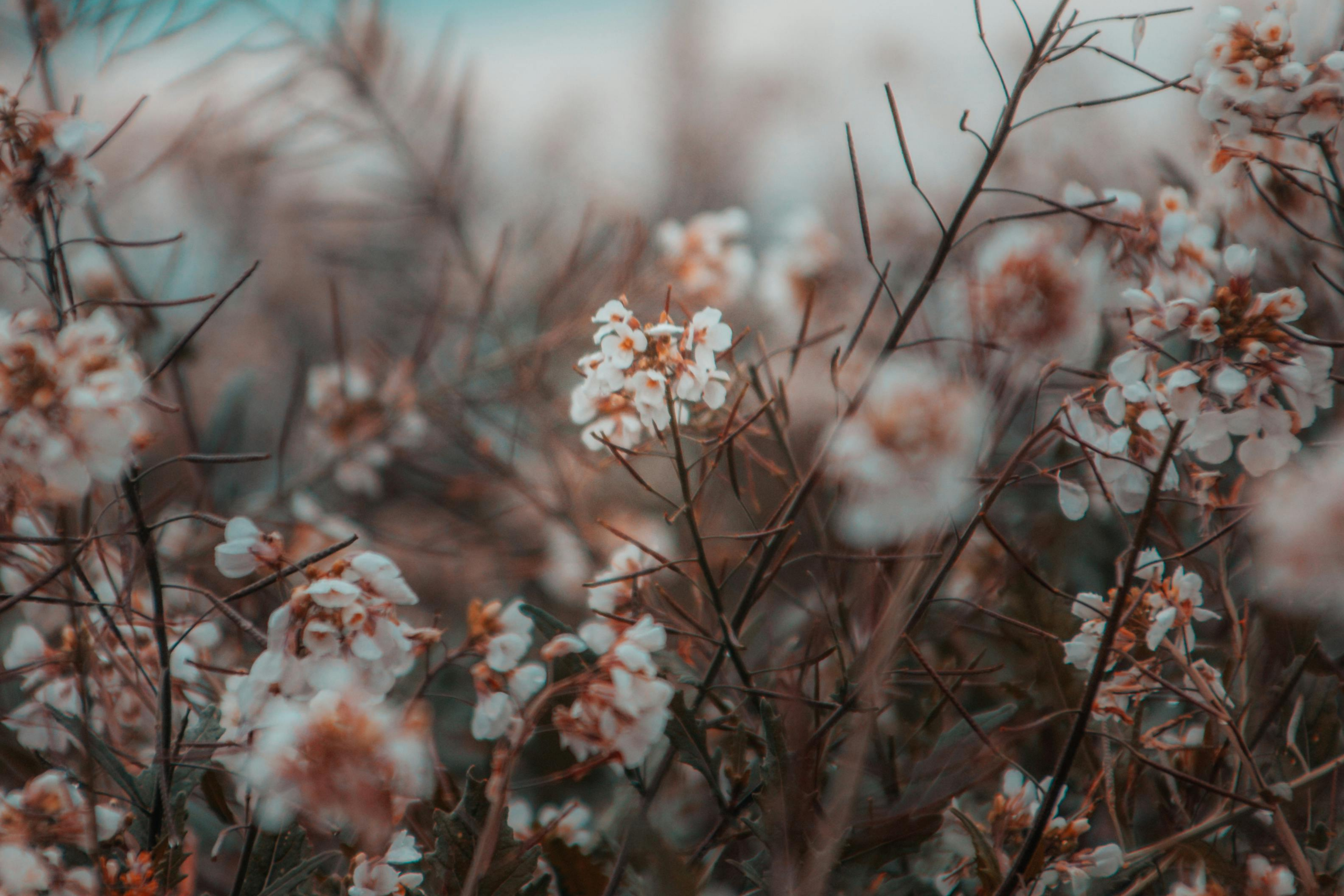 white-flower-in-field-pexels-unknown6user A drone view of a cityscape of Raleigh found on Pexels and taken by Curtis Adams