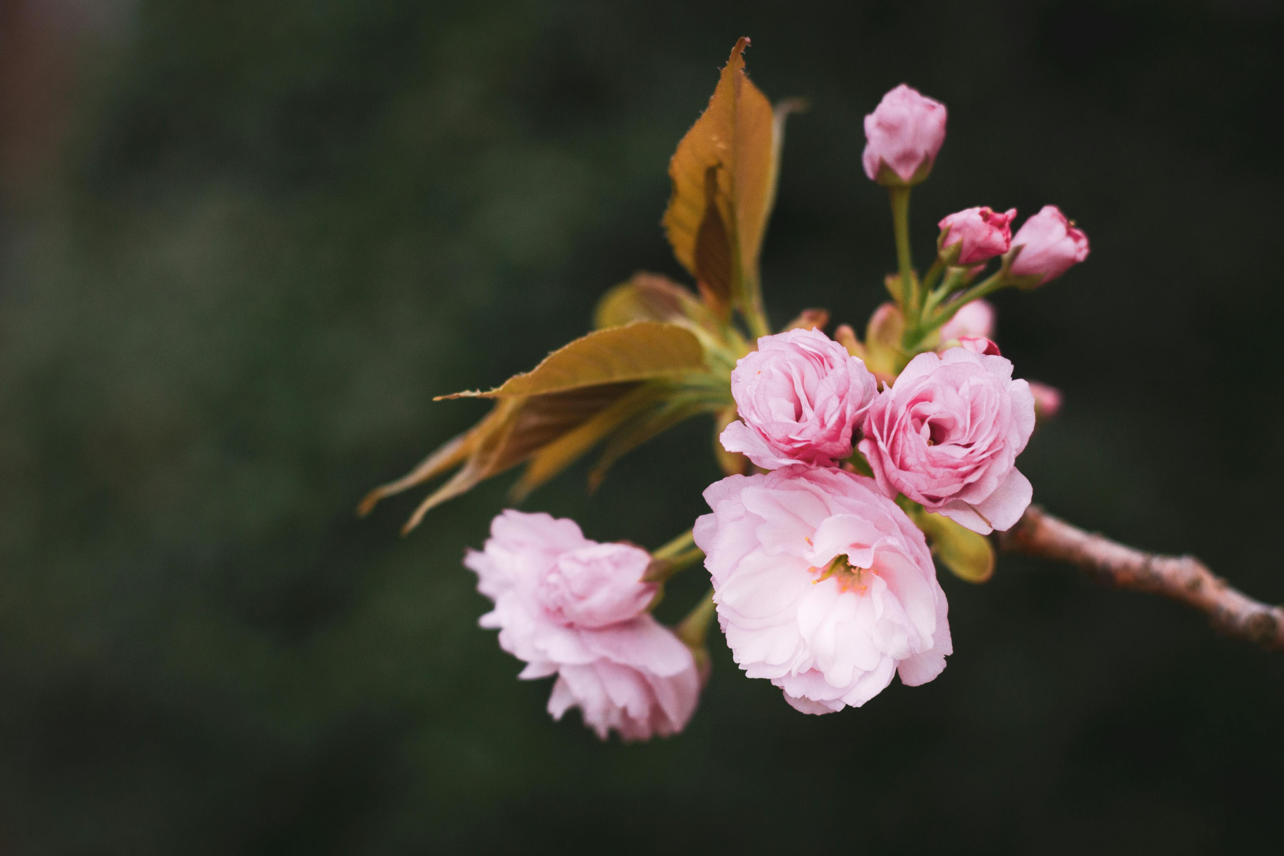 Pink-flower-blurred-background LifeCare Counseling & Psychiatry 8801 Fast Park Drive Suite #107, Raleigh, NC 27617