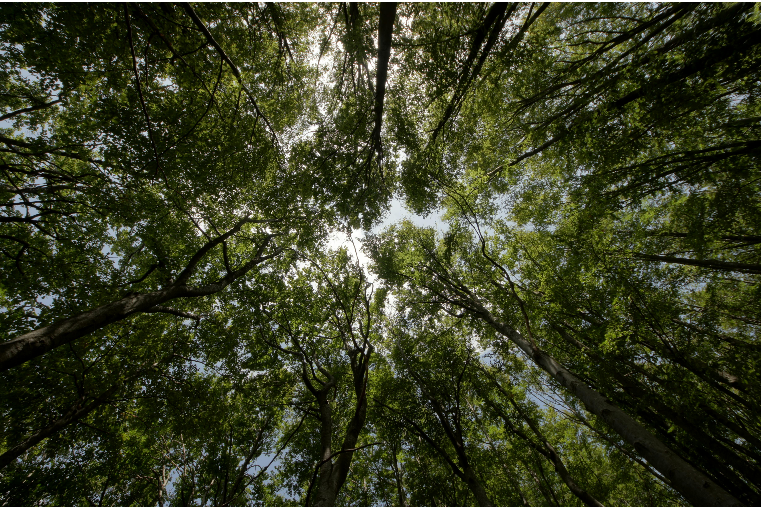 canopy-view-from-below A drone view of a cityscape of Raleigh found on Pexels and taken by Curtis Adams