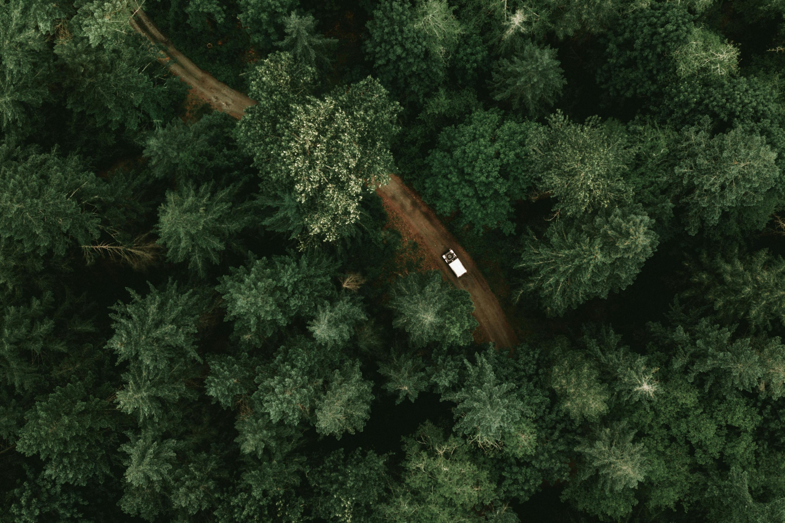 dense-jungle-canopy A drone view of a cityscape of Raleigh found on Pexels and taken by Curtis Adams