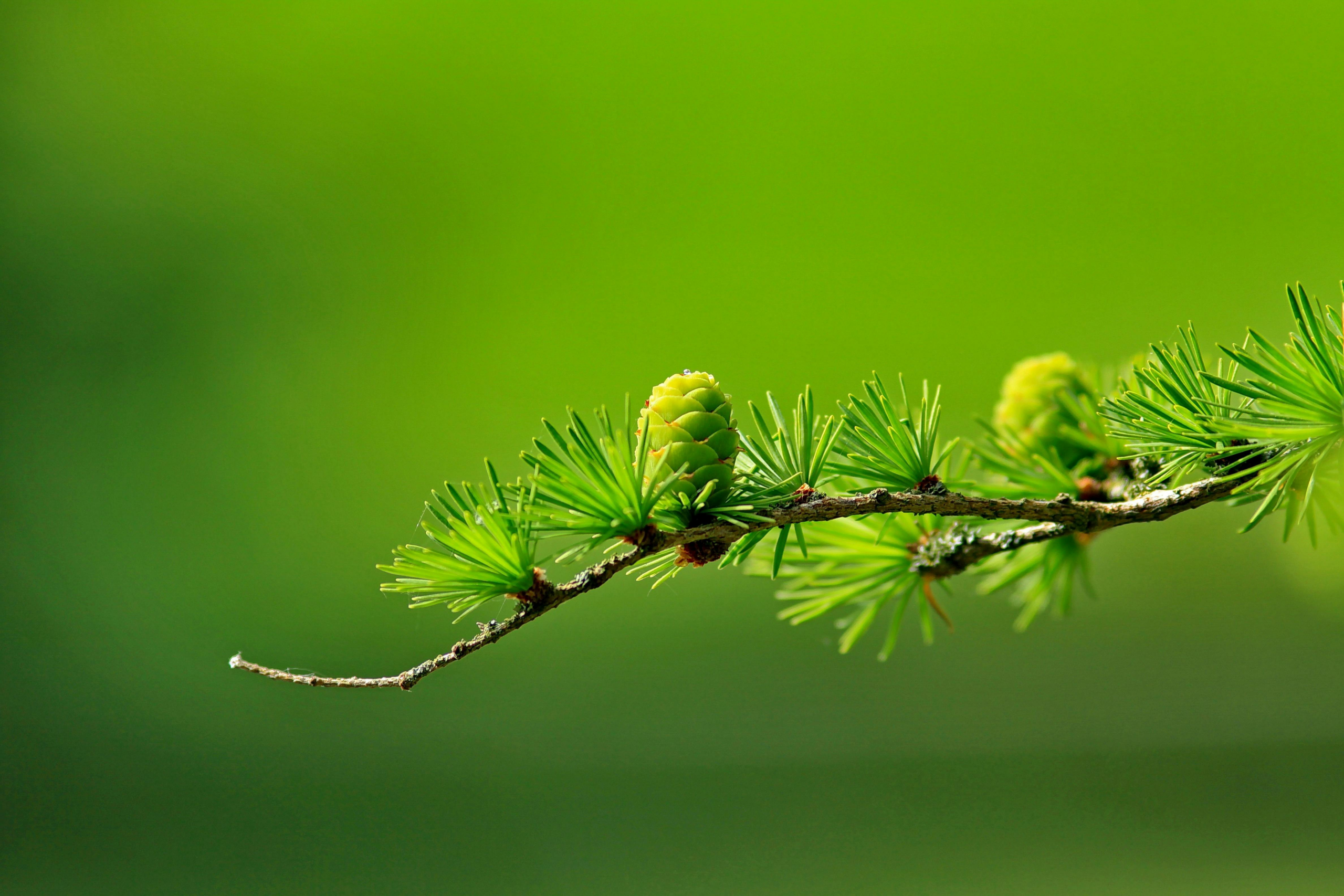 green-closeup-woodland-scene LifeCare Counseling & Psychiatry 8801 Fast Park Drive Suite #107, Raleigh, NC 27617
