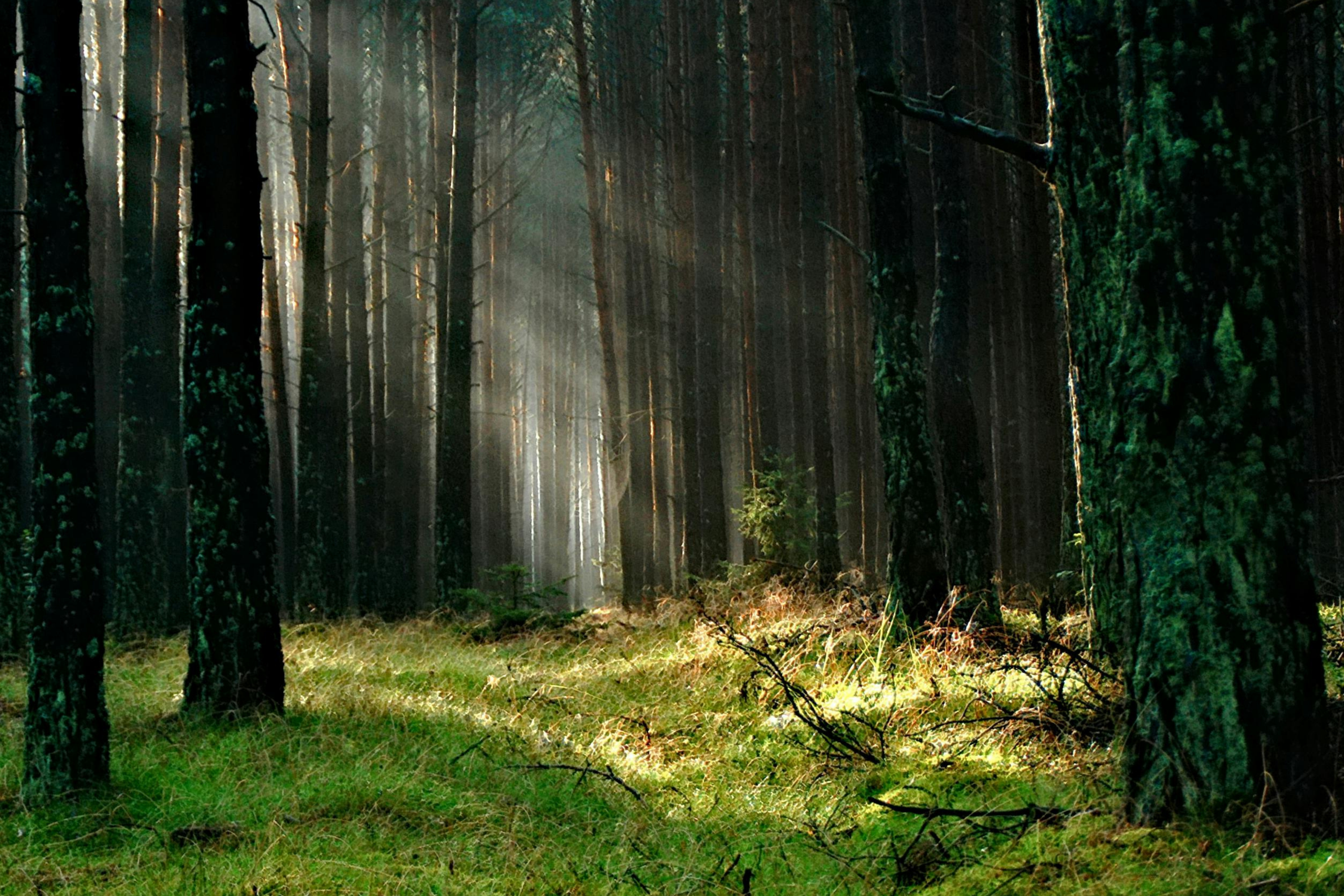 sunlight-through-trees A drone view of a cityscape of Raleigh found on Pexels and taken by Curtis Adams
