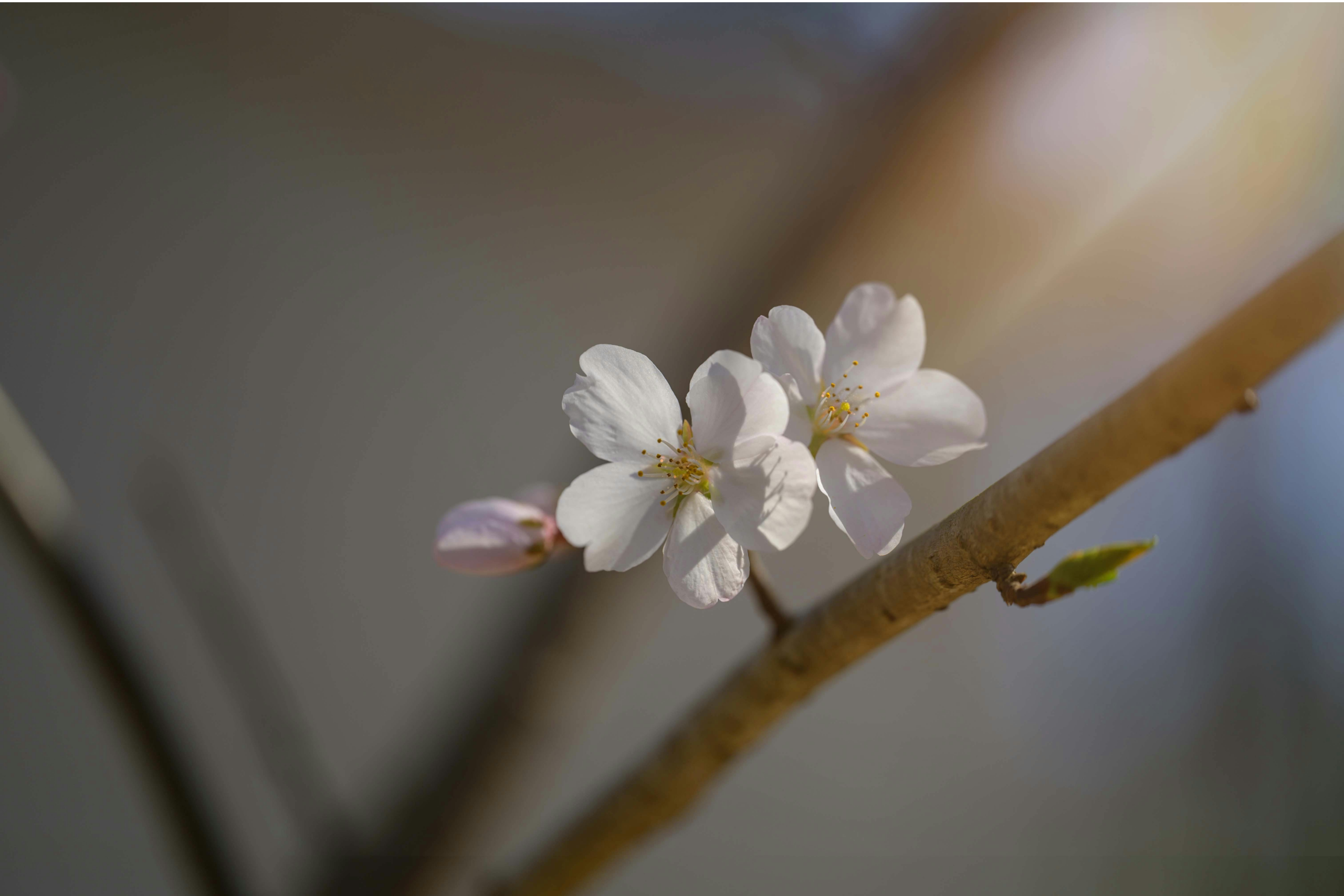 white-flower-close-up LifeCare Counseling & Psychiatry 8801 Fast Park Drive Suite #107, Raleigh, NC 27617